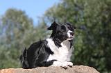 BORDER COLLIE 102